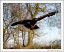 Harris Hawk in Flight